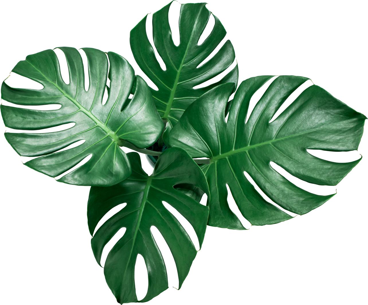 Green Monstera Leaves 